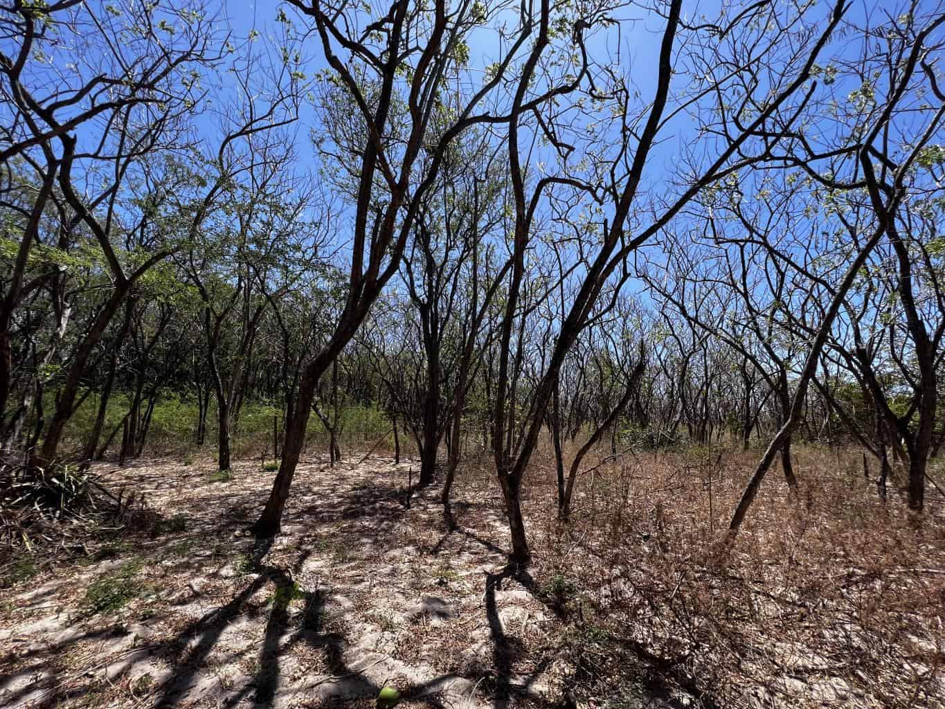 Vacant Lot in Playa Grande 1,501 Square Meters: Perfectly Located Vacant Lot