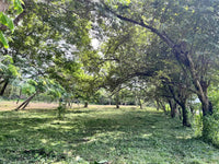 3.69 Hectares Playa Grande, Development Opportunity: Grand Development Potential in Playa Grande thumbnail