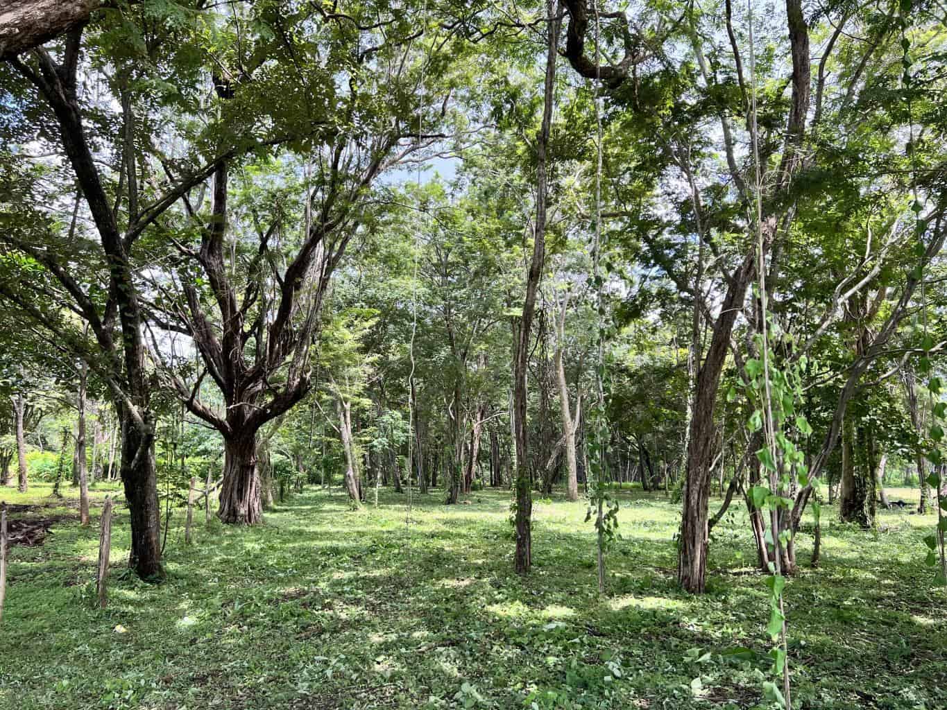 3.69 Hectares Playa Grande, Development Opportunity: Grand Development Potential in Playa Grande