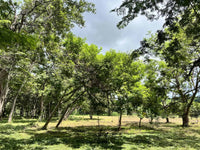 3.69 Hectares Playa Grande, Development Opportunity: Grand Development Potential in Playa Grande thumbnail