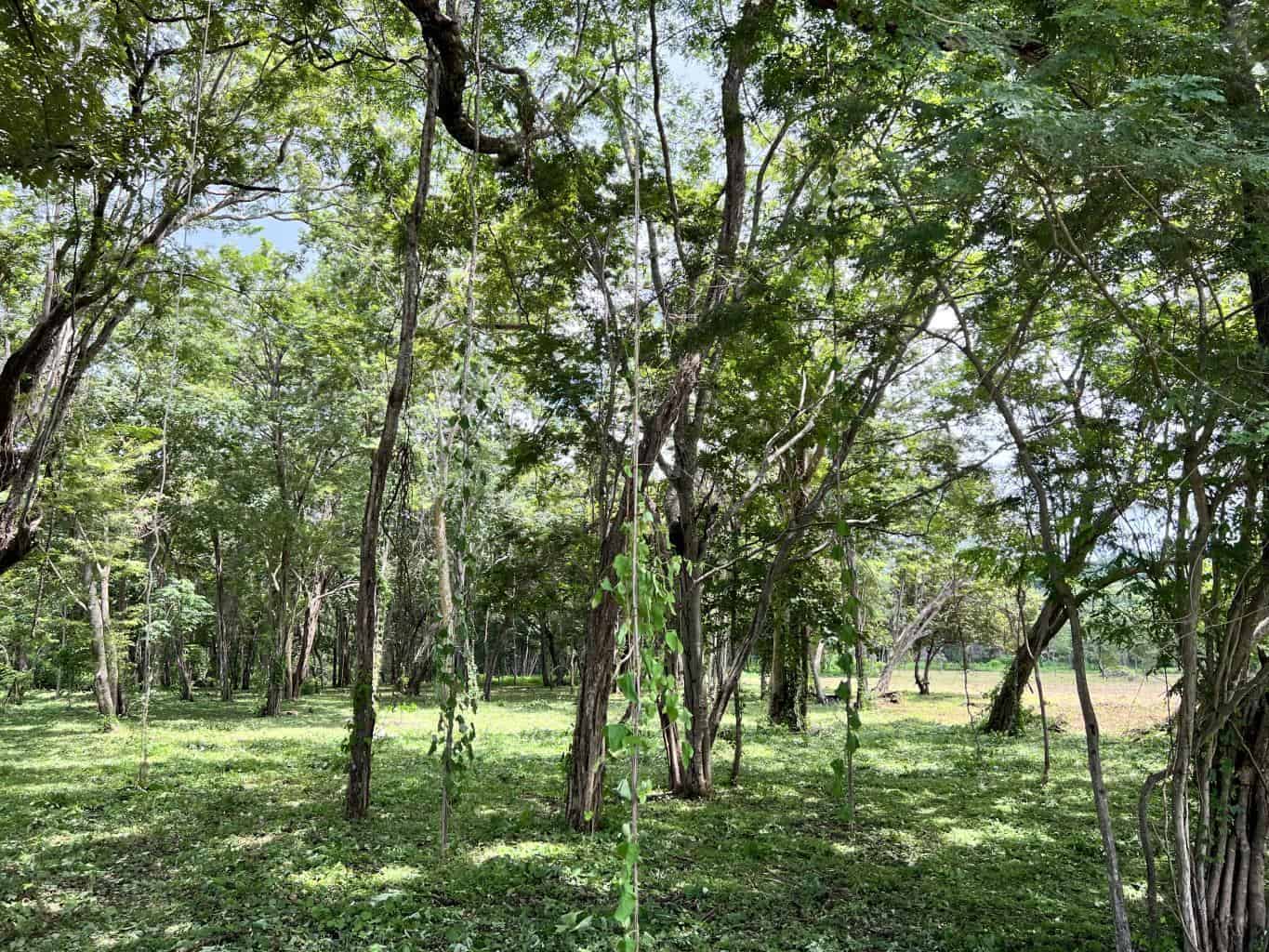 3.69 Hectares Playa Grande, Development Opportunity: Grand Development Potential in Playa Grande