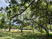 3.69 Hectares Playa Grande, Development Opportunity: Grand Development Potential in Playa Grande thumbnail