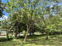 3.69 Hectares Playa Grande, Development Opportunity: Grand Development Potential in Playa Grande thumbnail