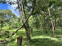 3.69 Hectares Playa Grande, Development Opportunity: Grand Development Potential in Playa Grande thumbnail