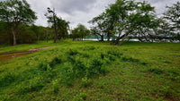 Reserva Papagayo: Explore the Wonders of Papagayo thumbnail