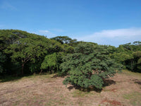 Playa Langosta - Prime Location Near Pristine Beach and Costa Rica's #1 Beach Town, Suite Worldclass Surf & Beach: Prime Living in Playa Langosta thumbnail