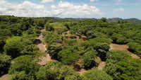 Hacienda del Mar , Suite Lots 15-A, B & C: Trio of Luxury at Hacienda del Mar thumbnail