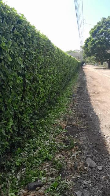 Lot in Brasilito: 6,522 Sq. Meters, 2 Min Drive to the Beach!