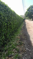 Lot in Brasilito: 6,522 Sq. Meters, 2 Min Drive to the Beach! thumbnail