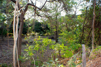 Flamingo beach development Property, Suite Flamingo beach development Property: Beachside Development Opportunity thumbnail