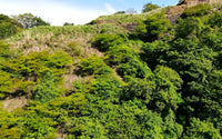 Pacifico Lots 73 & 74 Playas del Coco: Prime Lots in Playas del Coco thumbnail