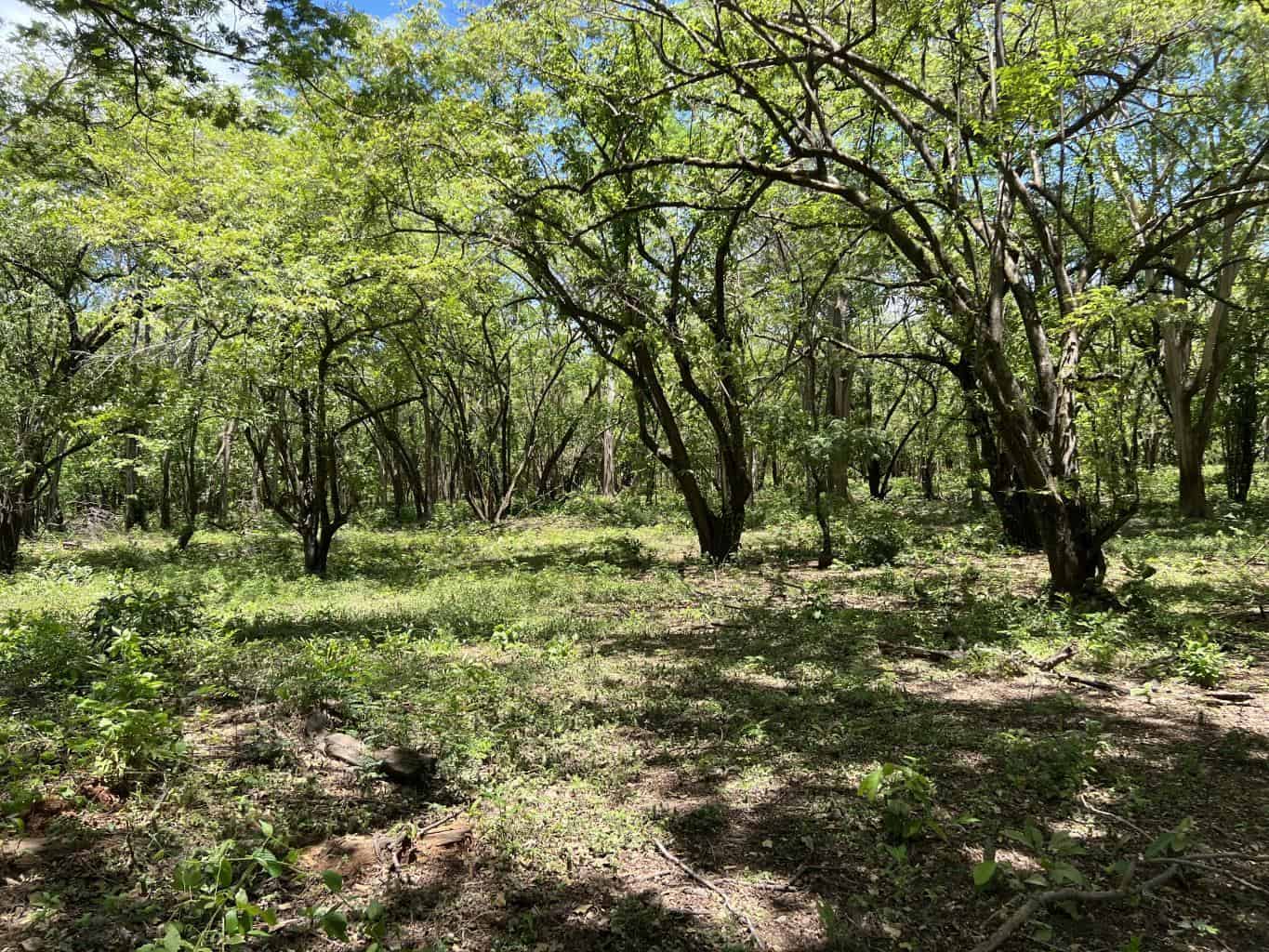 5.67 Hectares near Puerto Viejo Beach 2 min drive to the beach!!: Vast Coastal Acres Near Puerto Viejo Beach