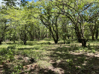 5.67 Hectares near Puerto Viejo Beach 2 min drive to the beach!!: Vast Coastal Acres Near Puerto Viejo Beach thumbnail