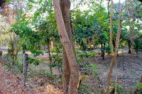 Suite Flamingo - beach development Property thumbnail