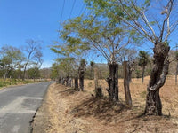 Finca Mireya thumbnail