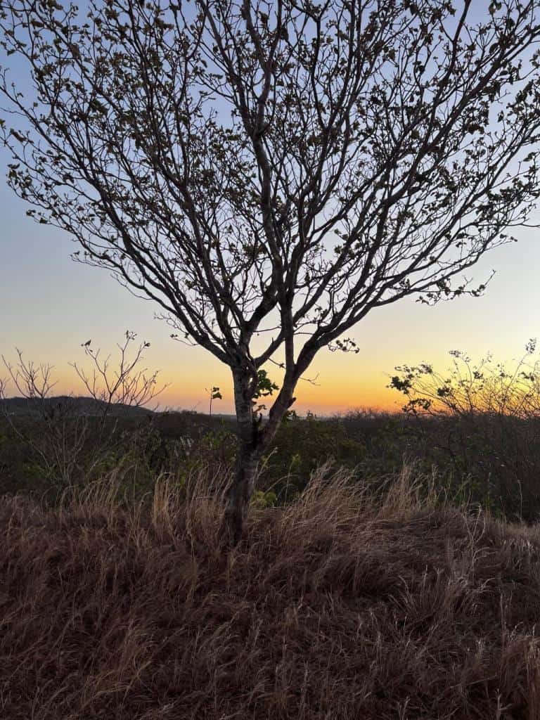 Oceanview Vacant 2117m2 Lot in Salinitas, minutes away from Playa Grande: Ocean Views in Salinitas
