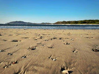 Pizzeria La Baula: Great Business Opportunity with a Famous Tamarindo Restaurant thumbnail