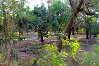 Suite Flamingo - beach development Property thumbnail