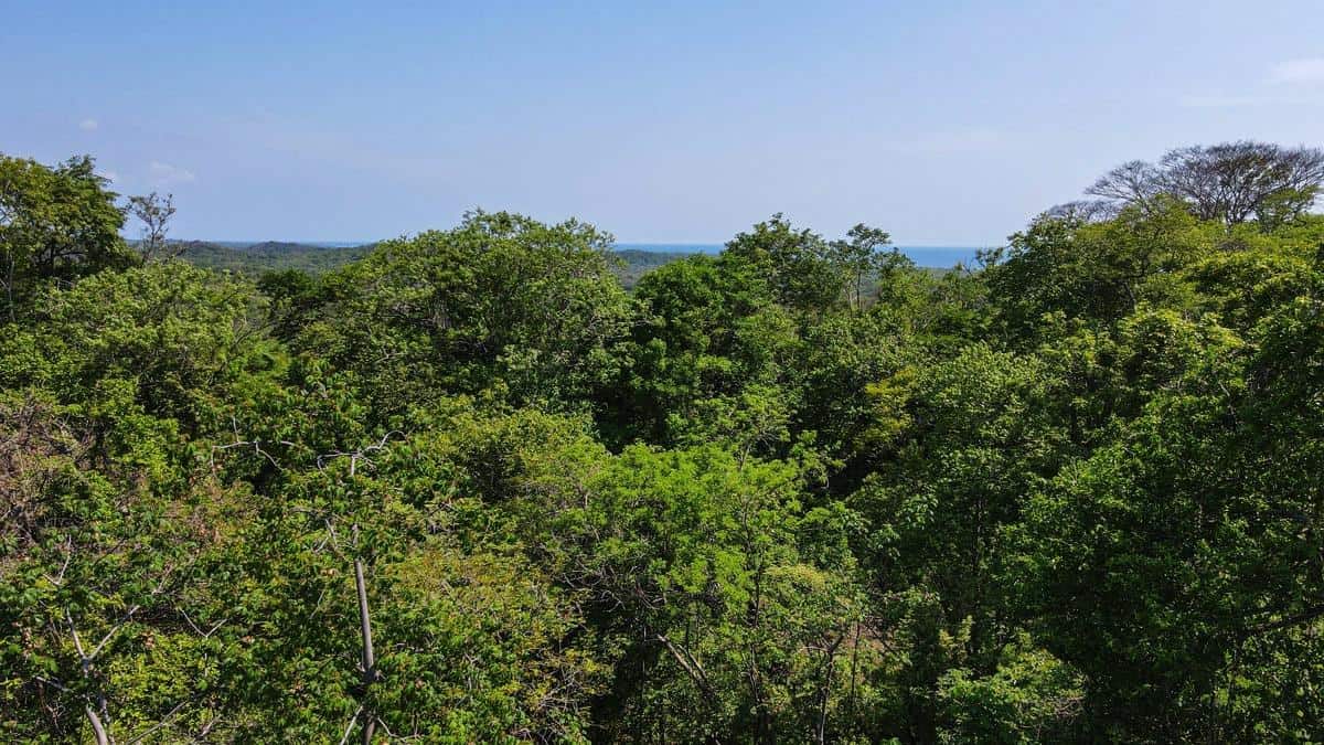 Tree Top Retreat Estate Gated Community Tamarindo, Suite Senderos, Tamarindo Beach: Elevated Living in the Treetops