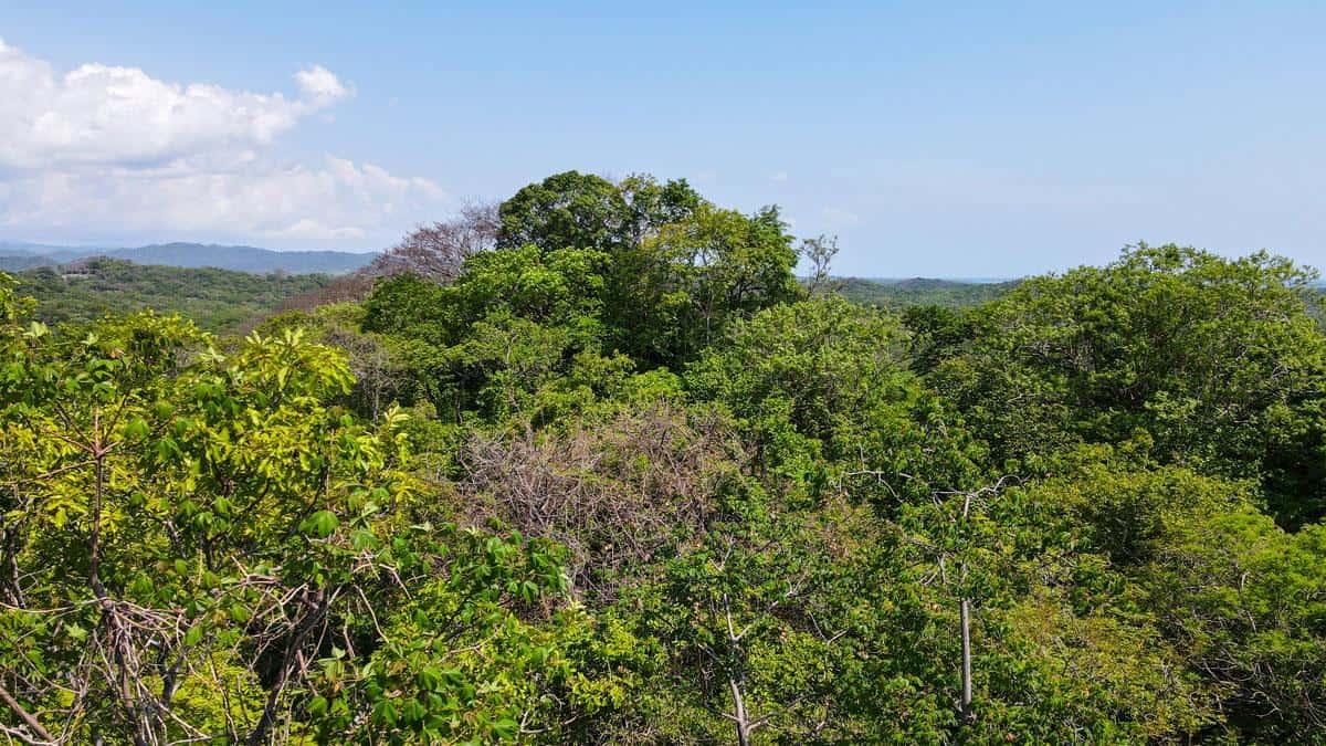 Senderos 13F Collection Home - Tree Top Retreat: Canopy Living in Senderos