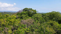 Senderos 13F Collection Home - Tree Top Retreat: Canopy Living in Senderos thumbnail