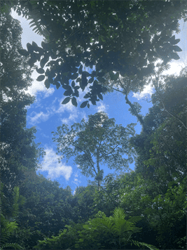 Hot Springs & Mineral River Lodge - 25 Hectares of Land Upala, Alajuela Province