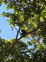 Hot Springs & Mineral River Lodge - 25 Hectares of Land Upala, Alajuela Province thumbnail