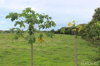 Large Farm by the Main Highway thumbnail