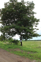 Large Farm by the Main Highway thumbnail